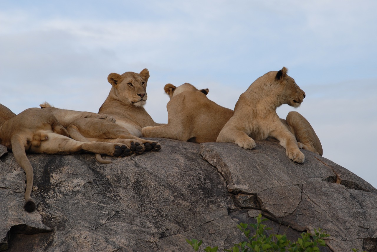 How to Support Local Communities in Tanzania’s Serengeti